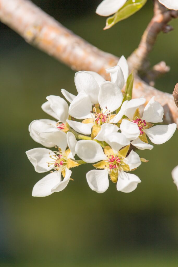 Photo of Pear Tree Flower, was curious when Maya Penn mentioned that her garden has a pear tree that blossoms!